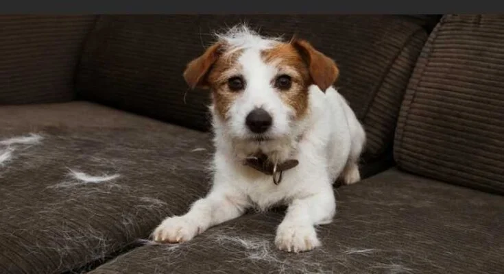 Линька у собак: когда бывает и сколько длится линька у собак: когда начинается, сколько длится