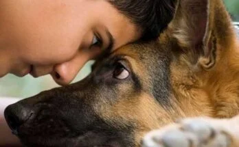 Как показать собаке, что ты её любишь – 4 верных способа как показать собаке что ты её любишь