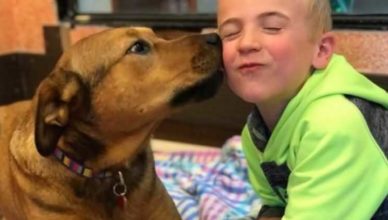 Как 6-летний ребенок спас 1000 собак мальчик спасает собак