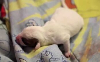 Маленькие щеночки, они недавно родились. Такие милые щенки! Маленькие щеночки, они недавно родились. Такие милые щенки!