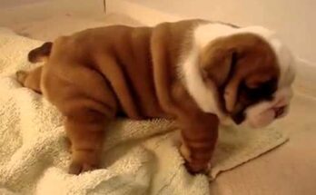 Маленький смешной складчатый бульдог - видео Маленький смешной складчатый бульдог - видео