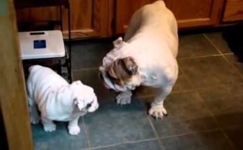 Мама-бульдог и сыночек-бульдог веселятся! Мама-бульдог и сыночек-бульдог веселятся!