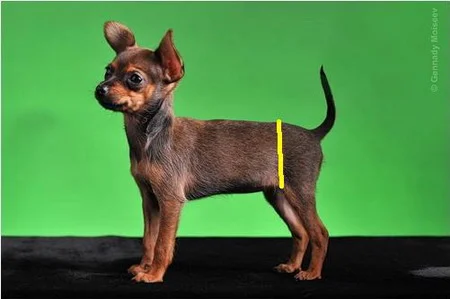 как вязать свитер для собаки для начинающих крючком