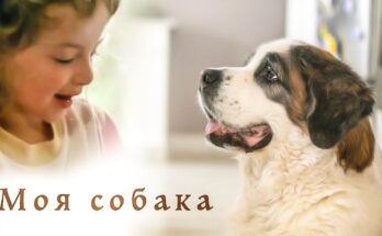 Моя собака, моя собака! Песня про собак Моя собака, моя собака! Песня про собак