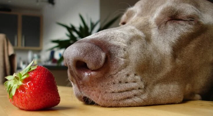 можно ли собаке клубнику