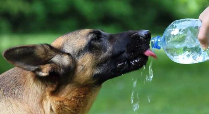 можно ли собаке минеральную воду