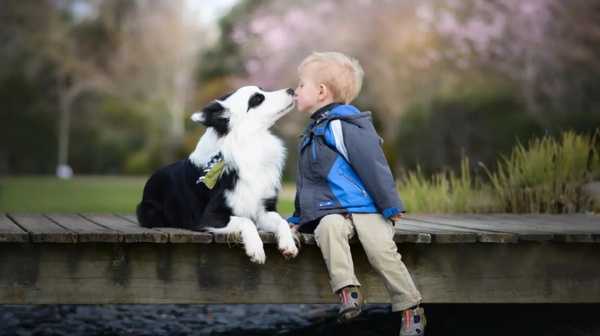 можно ли целовать собаку после прививки