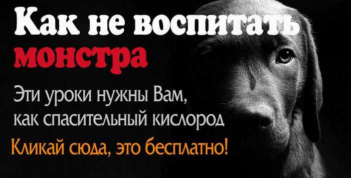 Спасение собак и кошек на войне в Украине