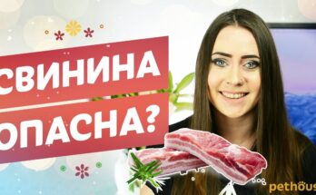 Можно ли собаке есть свинину? Видео от специалиста можно ли собаке свинину
