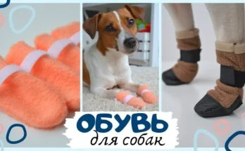 Как сшить носочки и ботиночки для собаки своими руками