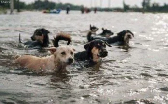 Спасение собак после прорыва Каховской ГЭС в Украине Спасение собак после прорыва Каховской ГЭС в Украине