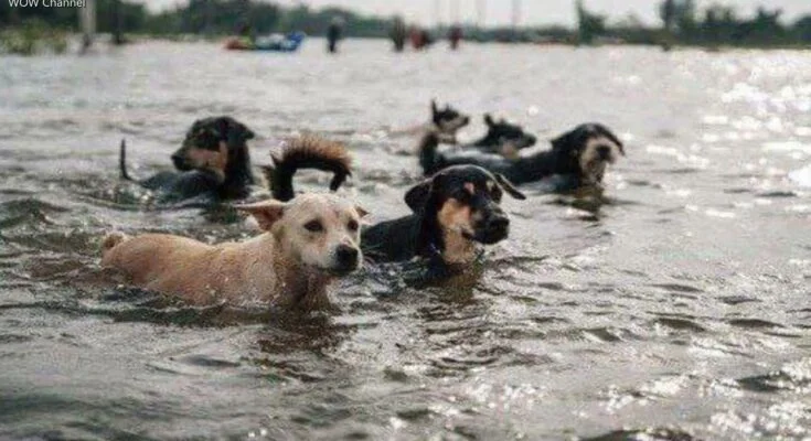 Спасение собак после прорыва Каховской ГЭС в Украине