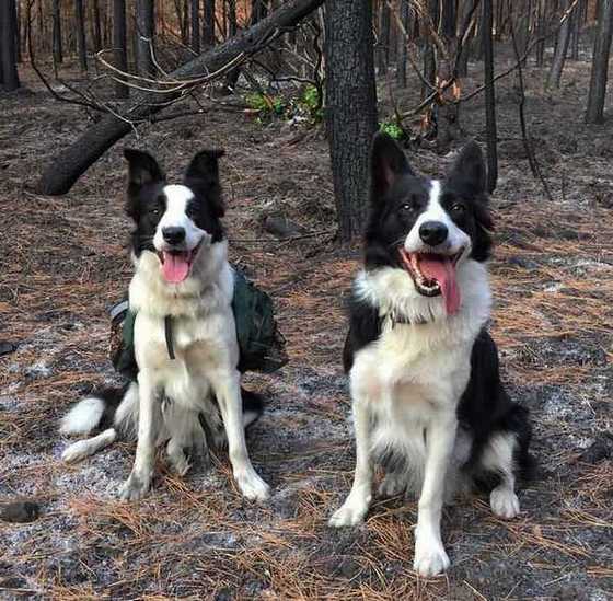 Бордер-колли спасают лес эти собаки распространяют семена деревьев