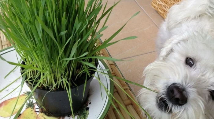 собака ест траву из цветочного горшка
