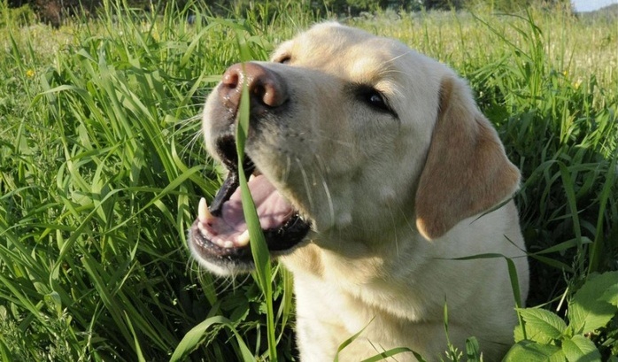 собаки едят траву
