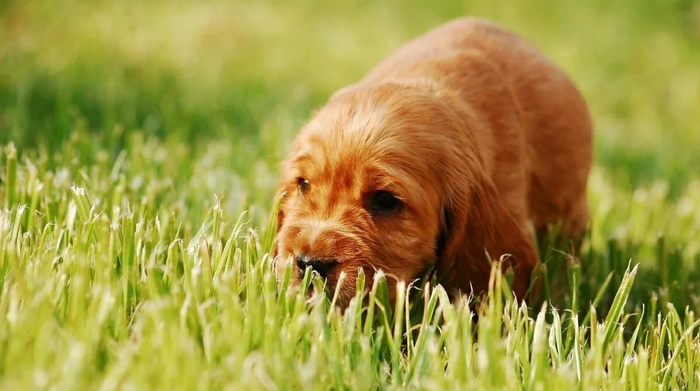 собака ест траву на улице