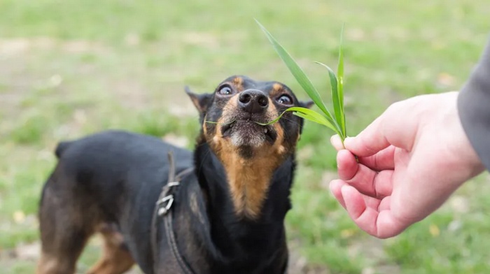 собака ест траву, которую ей дал человек
