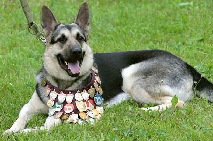 породистая собака с медалями - про собак