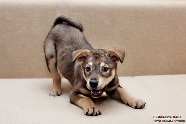 Как ведут себя собаки? поведение собак