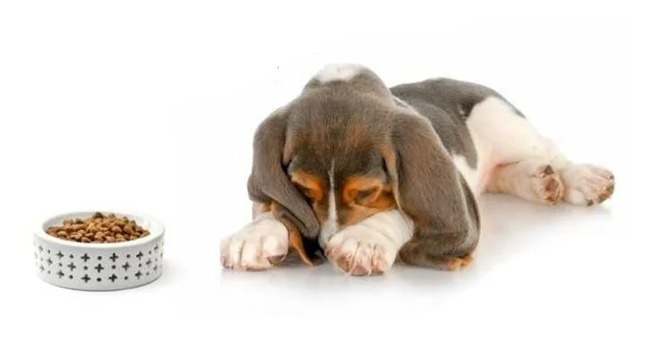 привередливая собака