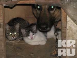 В Калининграде овчарка приютила троих котят-сирот