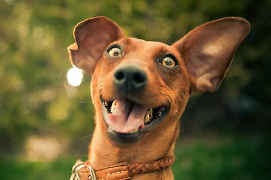 10 признаков того, что ваша собака счастлива. Статьи компании «"ZooFooD"  Интернет-магазин»