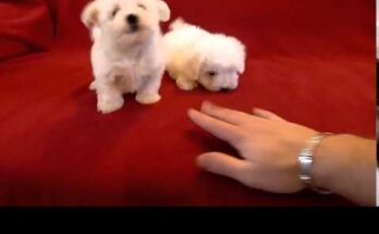 Щенки болонки - самые страшные и ужасные собаки на свете! щенки болонки