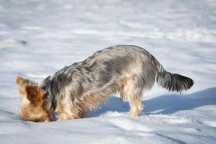 собака роет снег