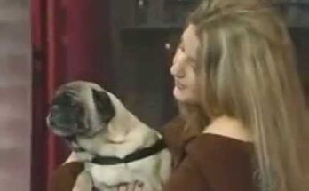 Смешная говорящая собака на ток шоу Смешная говорящая собака на ток шоу