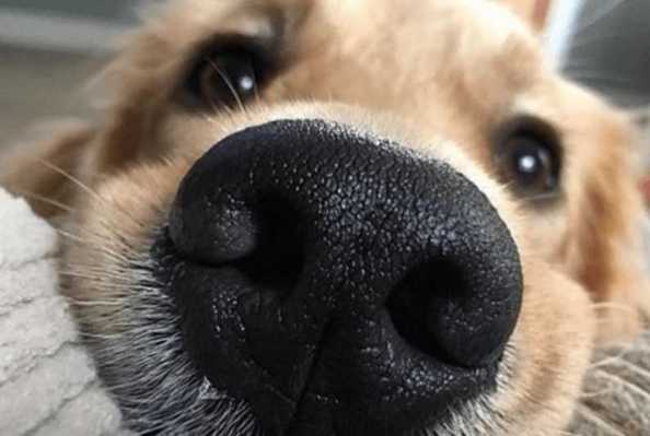 собачий нос