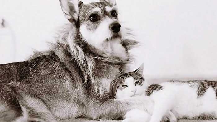 собака Джинни с котом