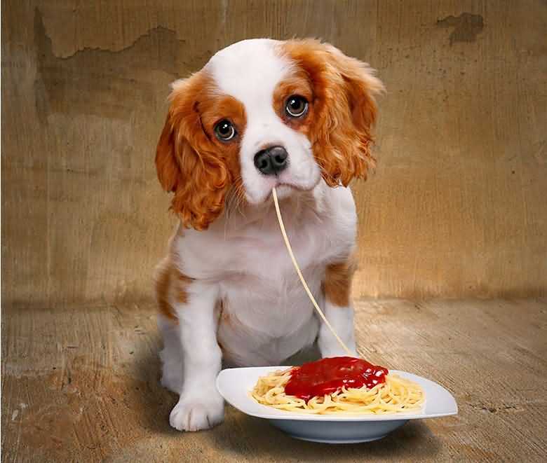 собачка кушает макароны