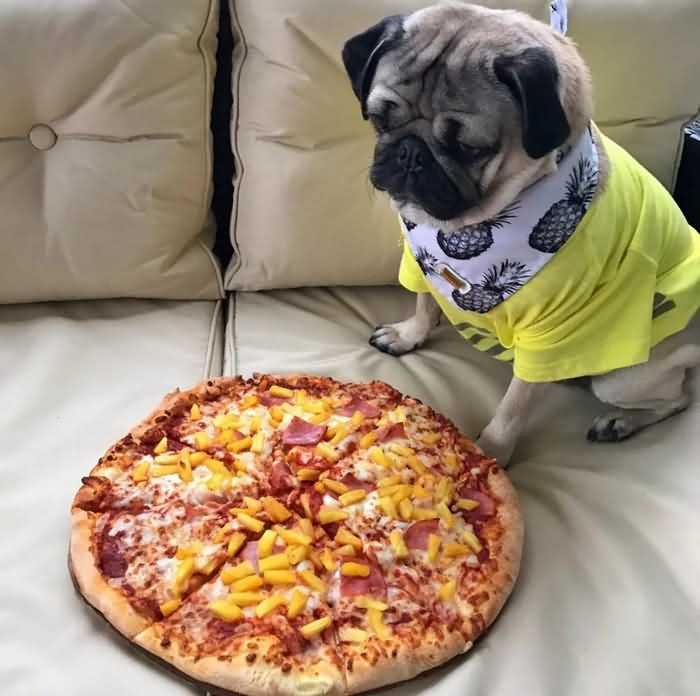 можно ли собакам давать пиццу