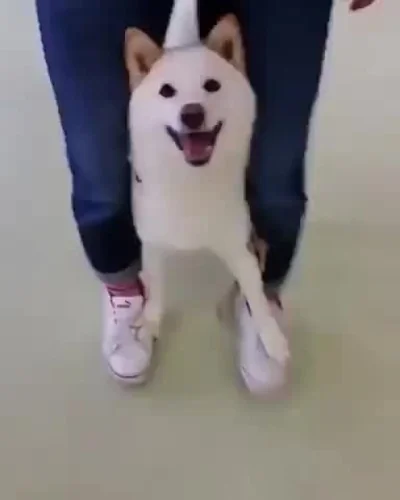 собака играет с хозяином