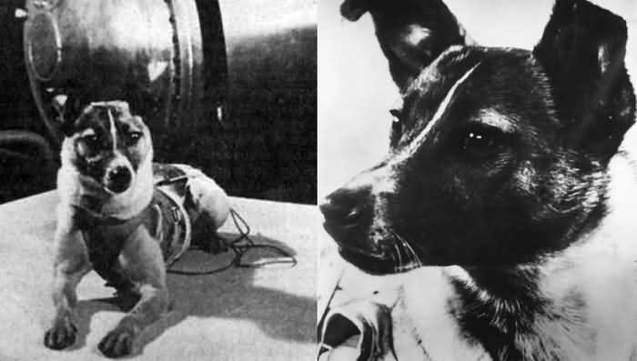 собака Лайка, первый космонавт