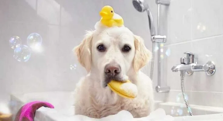 Можно ли купать собаку зимой? можно ли купать собаку зимой