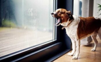 Как отучить собаку лаять на гостей как отучить собаку лаять на гостей