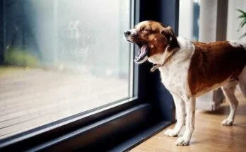 Как отучить собаку лаять на гостей как отучить собаку лаять на гостей