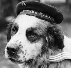 собака моряк