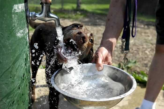 вода из-под крана для собаки