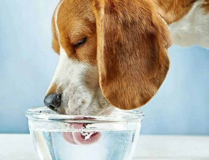 как давать собаке минеральную воду
