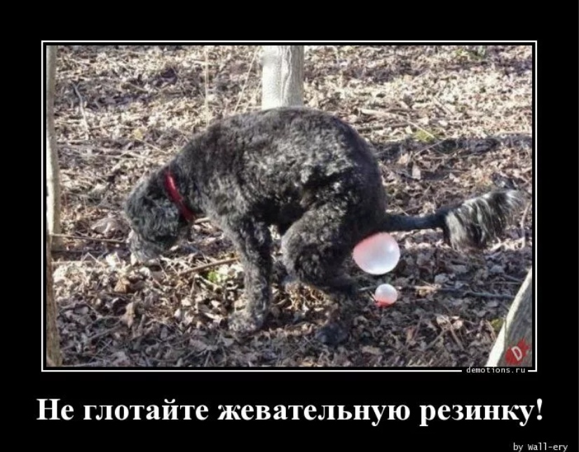 собака съела жевательную резинку, это опасно для ее здоровья