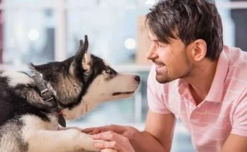 Как научить щенка откликаться на свое имя? Вот пошаговое руководство! собака реагирует на свою кличку