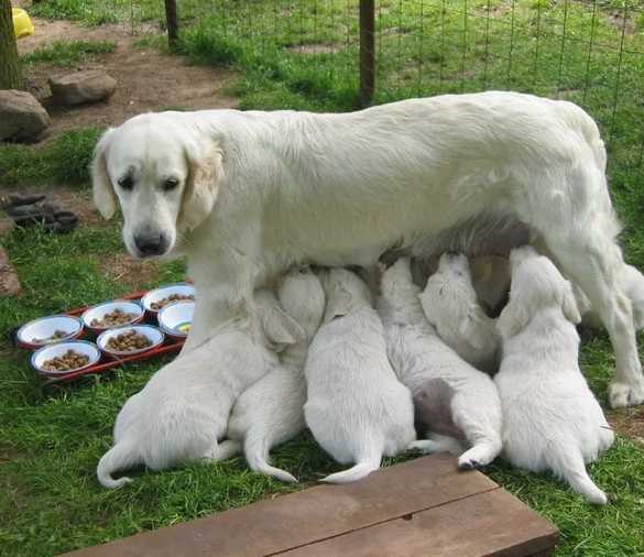 собака со щенками