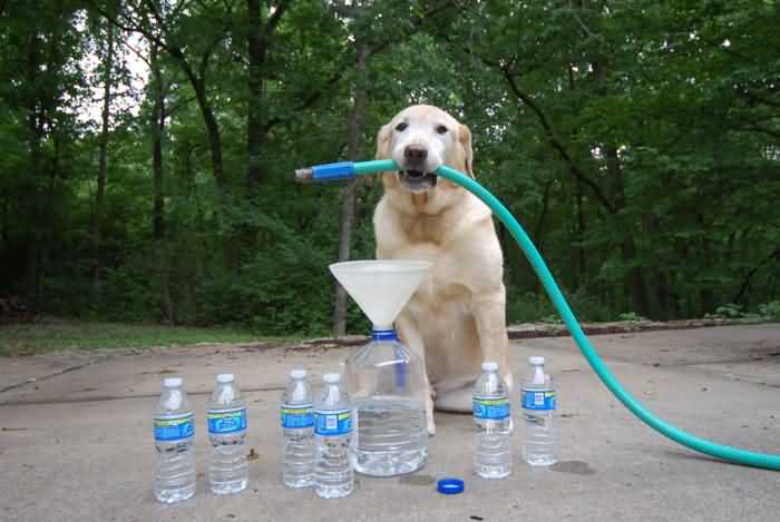 как давать собаке минеральную воду - с газом или без