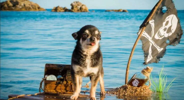 В отпуск с собакой: правила безопасности собака в отпуске