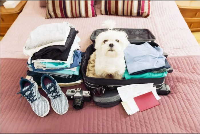собрать собаку в отпуск