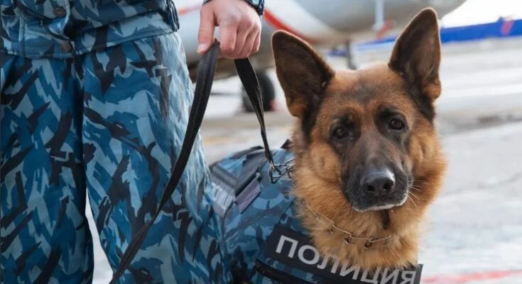 собака в полициит