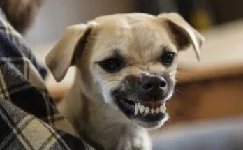 Почему собака злится? 7 причин плохого поведения питомца собака злится