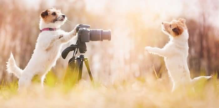 как определить породу собаки по фотографии